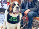 cookiecon_2020_0032